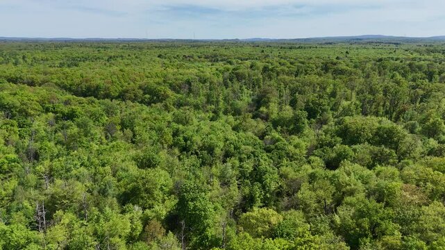 Flug &uuml;ber einen Wald
