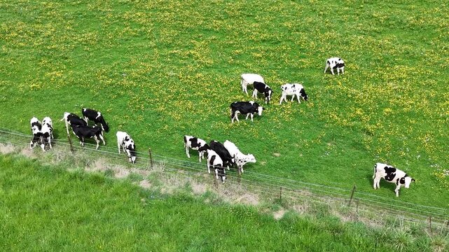 Un troupeau de vaches noires et blanches qui broutent dans un p&acirc;turage bien vert avec des fleurs jaunes et blanches au mois de mai en Lorraine