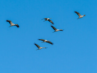 Six Cranes in flight against blue sky