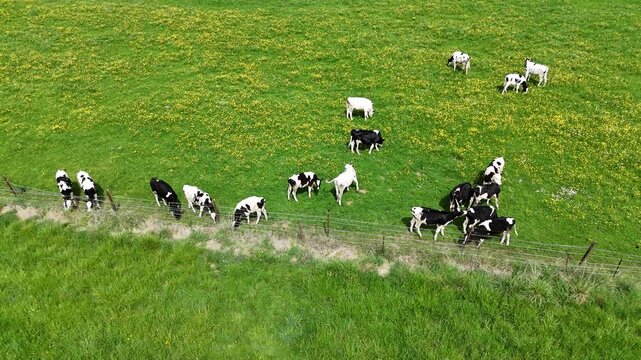 Un troupeau de vaches noires et blanches qui broutent dans un p&acirc;turage bien vert avec des fleurs jaunes et blanches au mois de mai en Lorraine