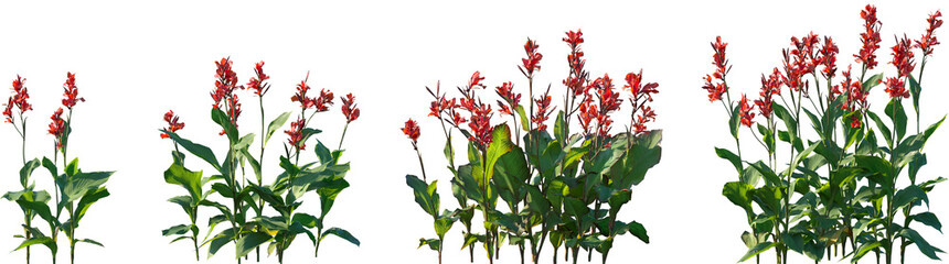 Set of Canna indica (Indian shot, African arrowroot, edible canna, purple arrowroot, Sierra Leone...