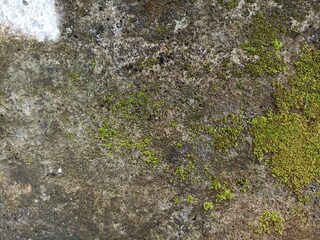 Sparse Moss on Concrete. Close-up of small patches of vibrant green moss contrasting with the rough, weathered surface of concrete