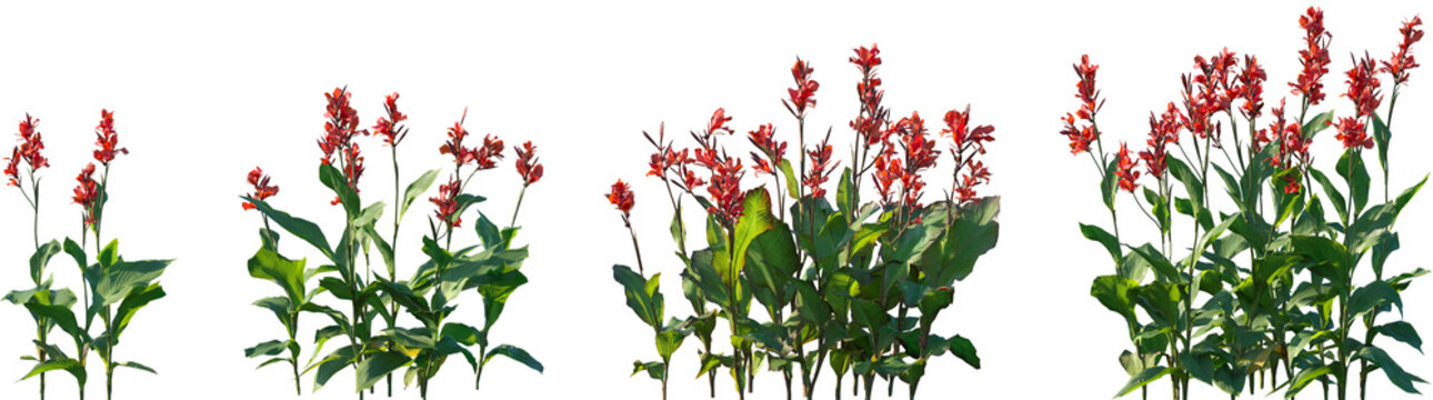Fototapeta Set of Canna indica (Indian shot, African arrowroot, edible canna, purple arrowroot, Sierra Leone arrowroot) flowering frontal isolated png on a transparent background perfectly cutout high resolution