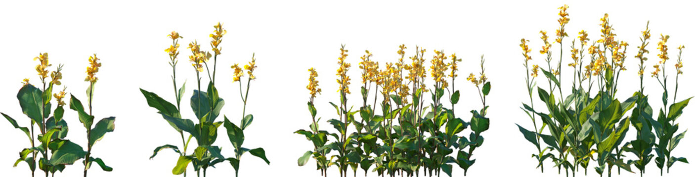 Set of Canna indica (Indian shot, African arrowroot, edible canna, purple arrowroot, Sierra Leone arrowroot) flowering frontal isolated png on a transparent background perfectly cutout high resolution