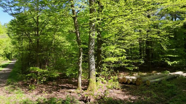 Flug im Wald