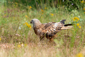 Milan royal,.Milvus milvus , Red Kite