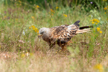 Milan royal,.Milvus milvus , Red Kite