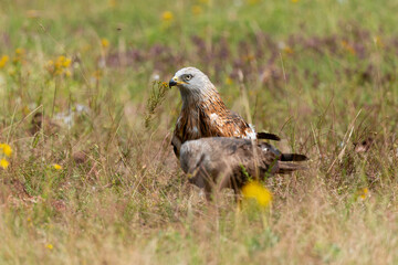 Milan royal,.Milvus milvus , Red Kite