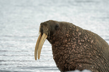 Morse, Odobenus rosmarus, Spitzberg, Svalbard, Norvège