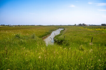 marais; region Pays de Loire; marais Breton Vendéen; 85, Vendée, Loire Atlantique, France