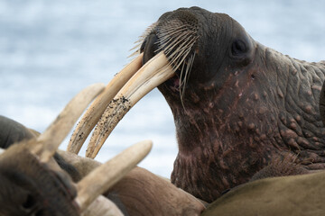 Morse, Odobenus rosmarus, Spitzberg, Svalbard, Norvège