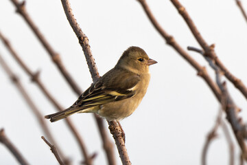 Pinson des arbres,.Fringilla coelebs; Common Chaffinch