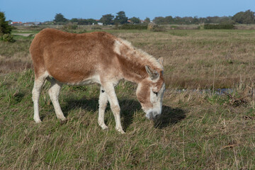 Ane; region Pays de Loire; marais Breton Vendéen; 85, Vendée, Loire Atlantique, France
