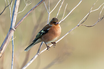 Pinson des arbres,.Fringilla coelebs; Common Chaffinch