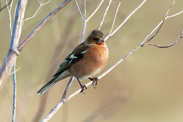 Pinson des arbres,.Fringilla coelebs; Common Chaffinch