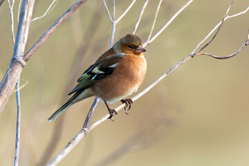 Pinson des arbres,.Fringilla coelebs; Common Chaffinch