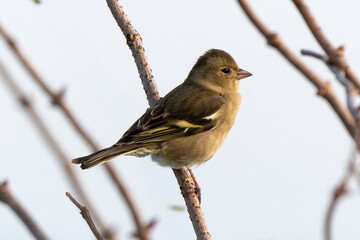 Pinson des arbres,.Fringilla coelebs; Common Chaffinch