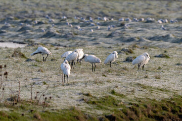 Spatule blanche, Platalea leucorodia, Eurasian Spoon