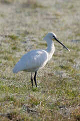 Spatule blanche, Platalea leucorodia, Eurasian Spoon