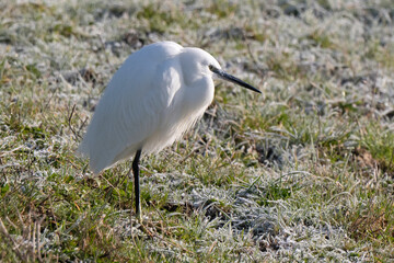 Aigrette garzette, 
Egretta garzetta, Little Egret,