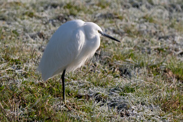 Aigrette garzette, 
Egretta garzetta, Little Egret,