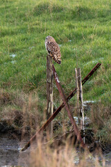 Hibou des marais, Hibou brachyote, Asio flammeus, Short eared Owl, region Pays de Loire; marais...