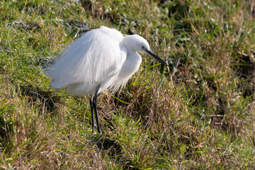 Aigrette garzette, 
Egretta garzetta, Little Egret,