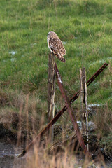 Hibou des marais, Hibou brachyote, Asio flammeus, Short eared Owl, region Pays de Loire; marais...