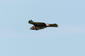 Buse variable,