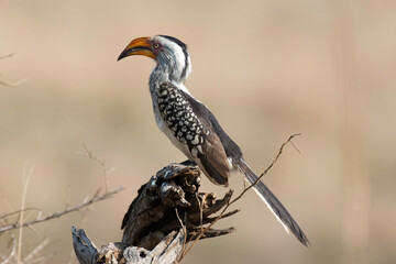 Calao à bec jaune,.Tockus flavirostris, Eastern Yellow billed Hornbill, Parc national Kruger, Afrique du Sud