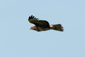 Buse variable,