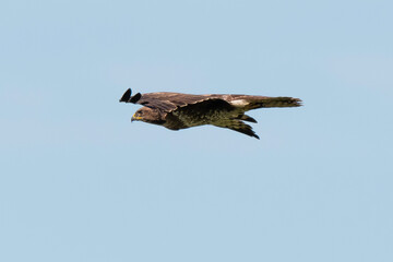 Buse variable,