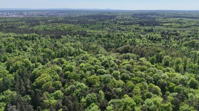 Flug ueber einen Laubwald