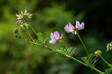 Obraz premium the flowers of Securigera varia - crownvetch, purple crown vetch