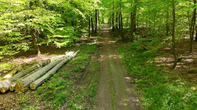 Flug &uuml;ber einen Waldweg
