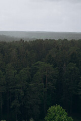 Aerial view of dense green forest under stormy sky. Summer landscape near Minsk, Belarus. Dramatic weather, pine trees, nature, wilderness, and Eastern European scenery.