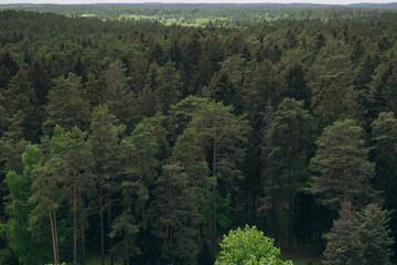 Aerial view of dense green forest under stormy sky. Summer landscape near Minsk, Belarus. Dramatic weather, pine trees, nature, wilderness, and Eastern European scenery.