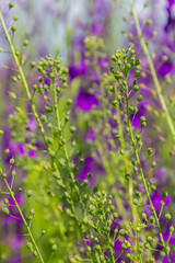 Obraz premium Camelina microcarpa, Brassicaceae. Wild plant shot in spring
