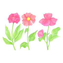 Hand drawn watercolor set of wildflowers. Flower of the field isolated on white background. Can be used for postcard, label, scrapbook and other printed products.