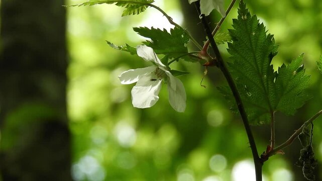 [4K] Rubus palmatus var. coptophyllus (Momiji-Ichigo) Blooming on the Deep Forest Floor: Video Footage of White Five-Petal Flowers and Maple-Like Leaves 深山の林床に咲くモミジイチゴ：白い五弁花とモミジ状の葉の映像 撮影日：20250516-1