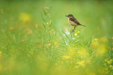 European stonechat perched on branch in open habitat