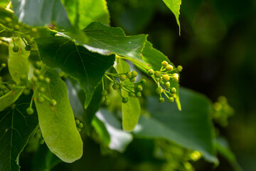 Linden, linden blossom with green leaves on a tree in summer