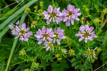 the flowers of Securigera varia - crownvetch, purple crown vetch