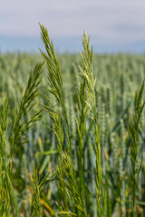 Bromegrass seed heads with blurry background. Bromus is a large genus of grasses, classified as Bromeae. They are commonly known as bromes, brome grasses, cheat grasses or chess grasses