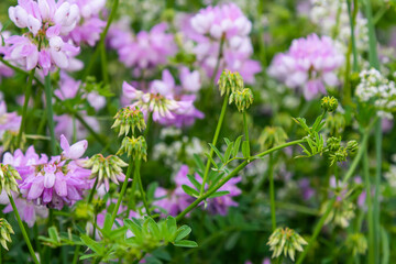 the flowers of Securigera varia - crownvetch, purple crown vetch