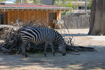 closeup of zebra in zoo. Wild animals in a closed area
