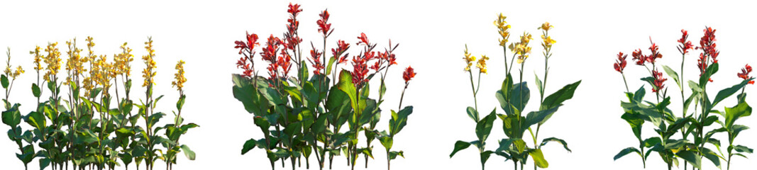 Set of Canna indica (Indian shot, African arrowroot, edible canna, purple arrowroot, Sierra Leone arrowroot) flowering frontal isolated png on a transparent background perfectly cutout high resolution