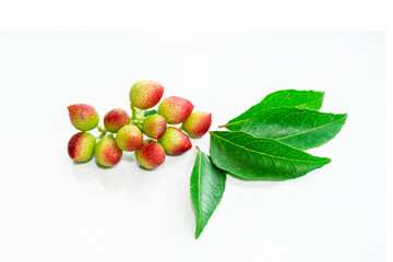 Fresh organic curry leaves ( Murraya koenigii ) isolated on white background, Fresh green curry leaves