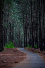 Scenic Forest Path Through Tall Pine Trees – Peaceful Nature Landscape Background - World Environment Day