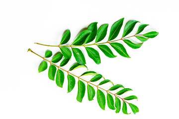 Fresh organic curry leaves ( Murraya koenigii ) isolated on white background, Fresh green curry leaves
